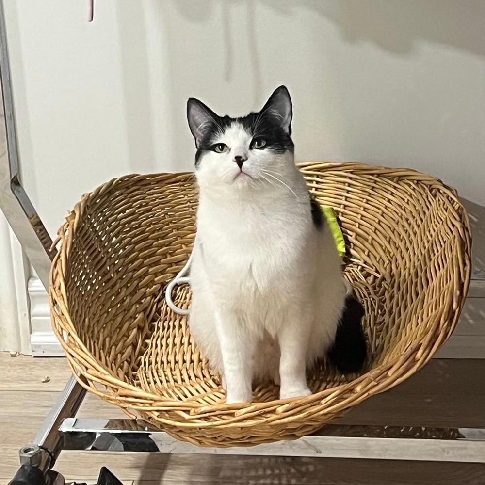 Enlarge Shiori, a Adoptable Domestic Short Hair in Puslinch, ON image 6/6