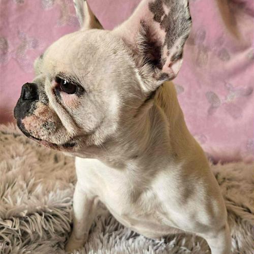 Opal, Adoptable, Young Female French Bulldog.