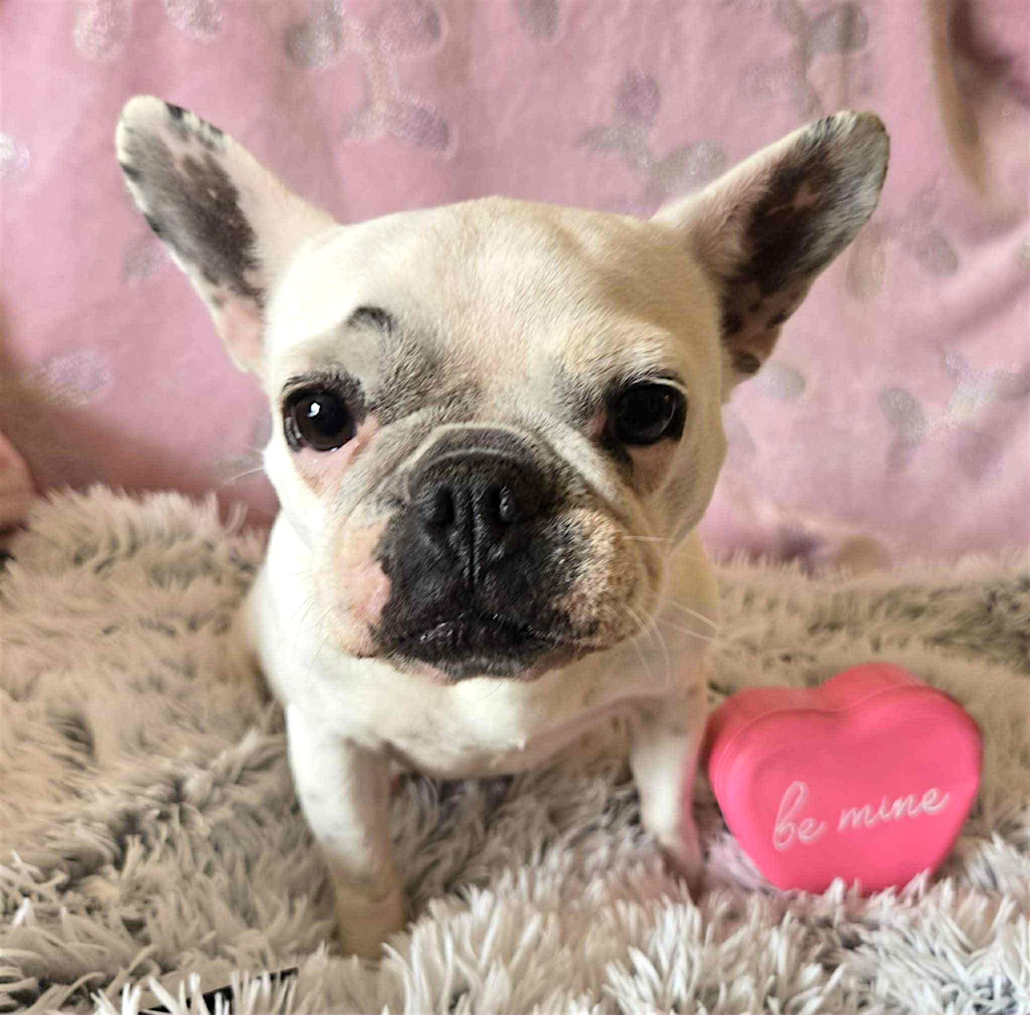 Opal, a Adoptable French Bulldog in Memphis, TN image 2/3
