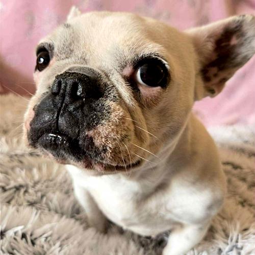 Enlarge Opal, a Adoptable French Bulldog in Memphis, TN image 3/3
