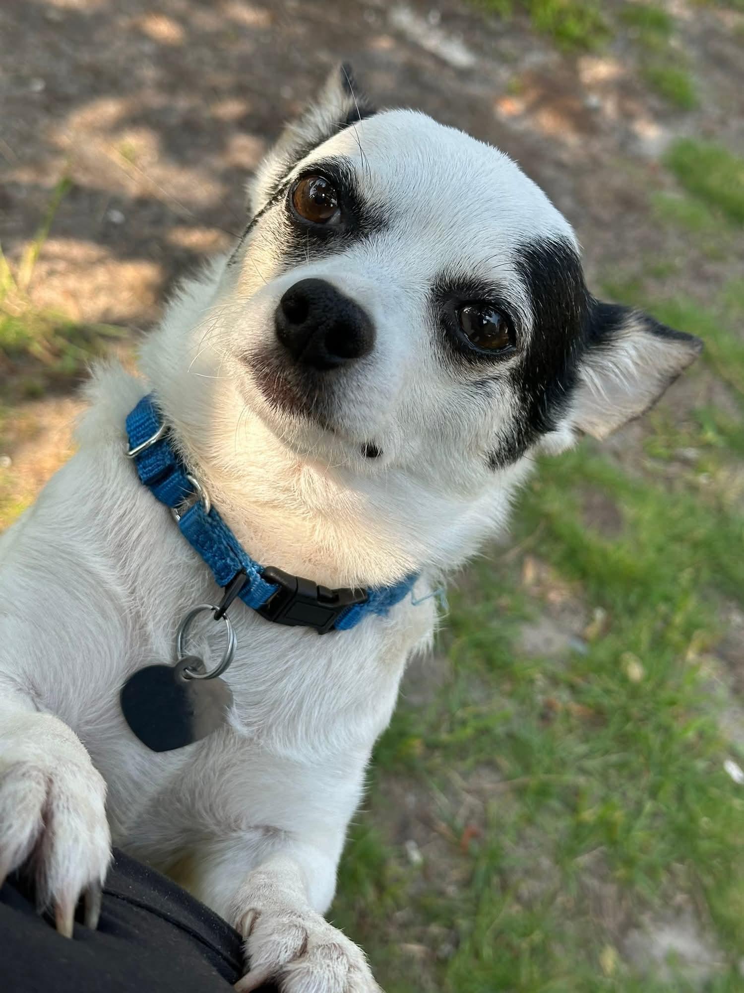 Bandit, Adopted, Adult Male Chihuahua & Jack Russell Terrier.