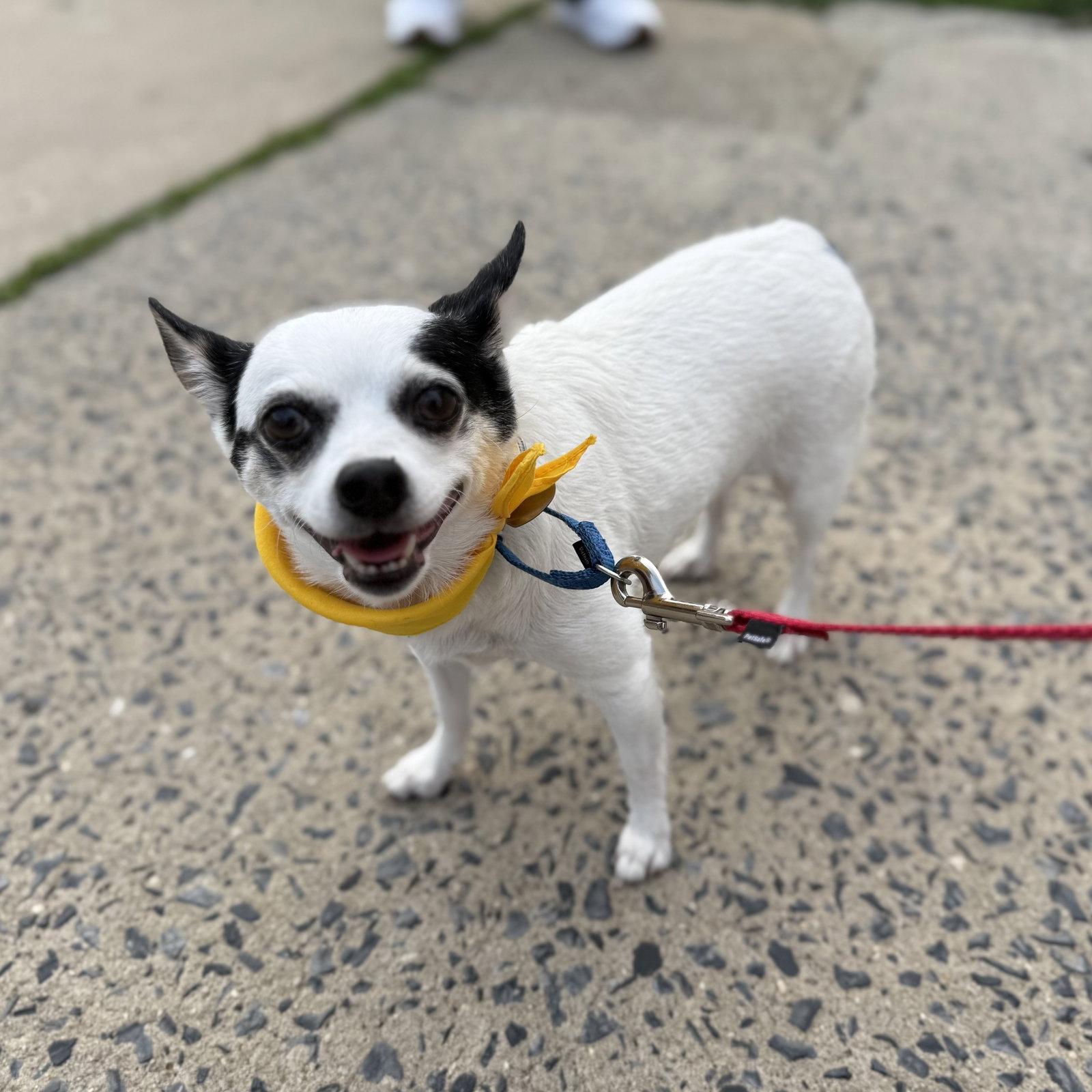 Bandit, a Adopted mixed breed in Oakhurst, NJ image 2/3