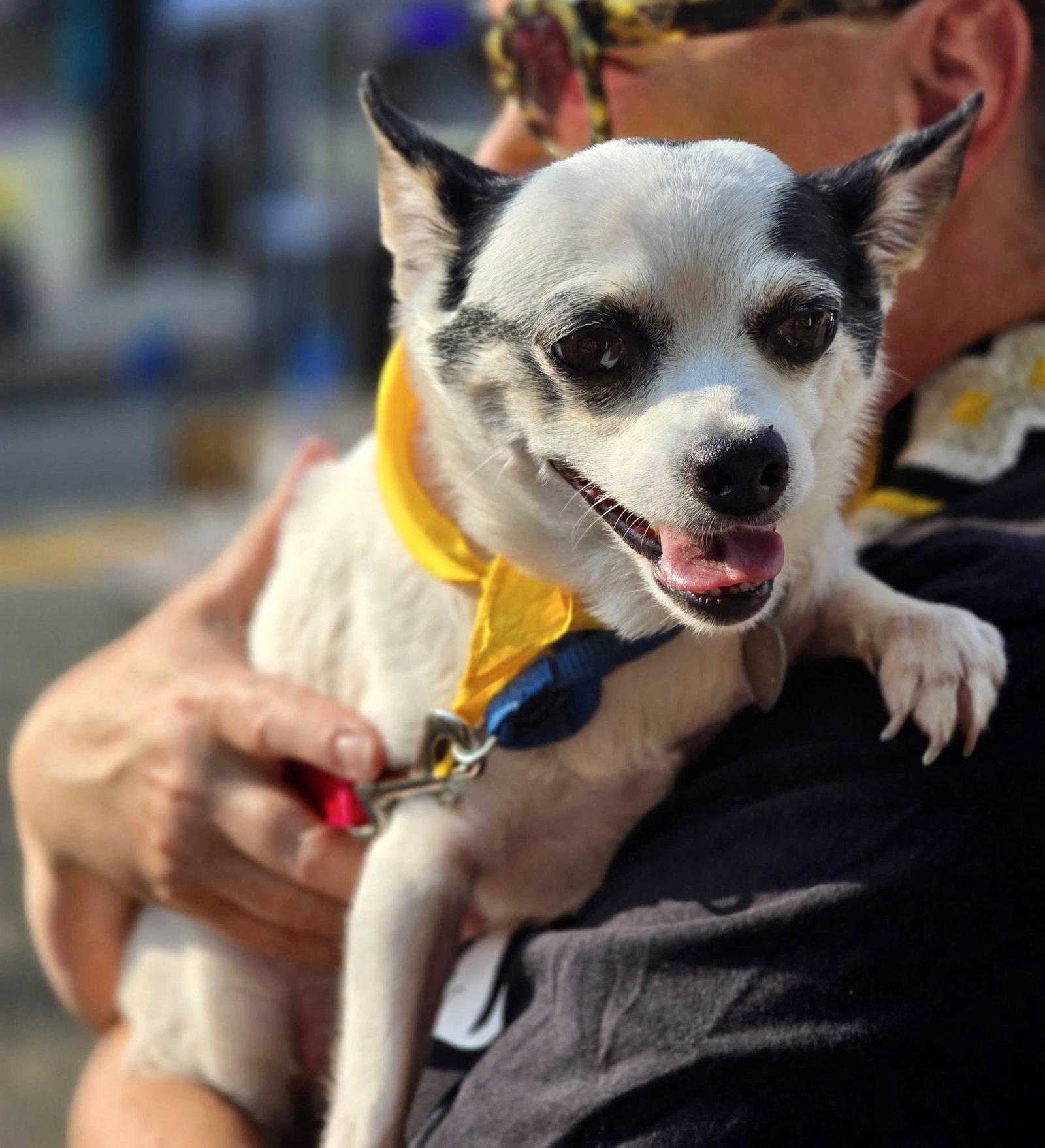 Bandit, a Adopted mixed breed in Oakhurst, NJ image 3/3