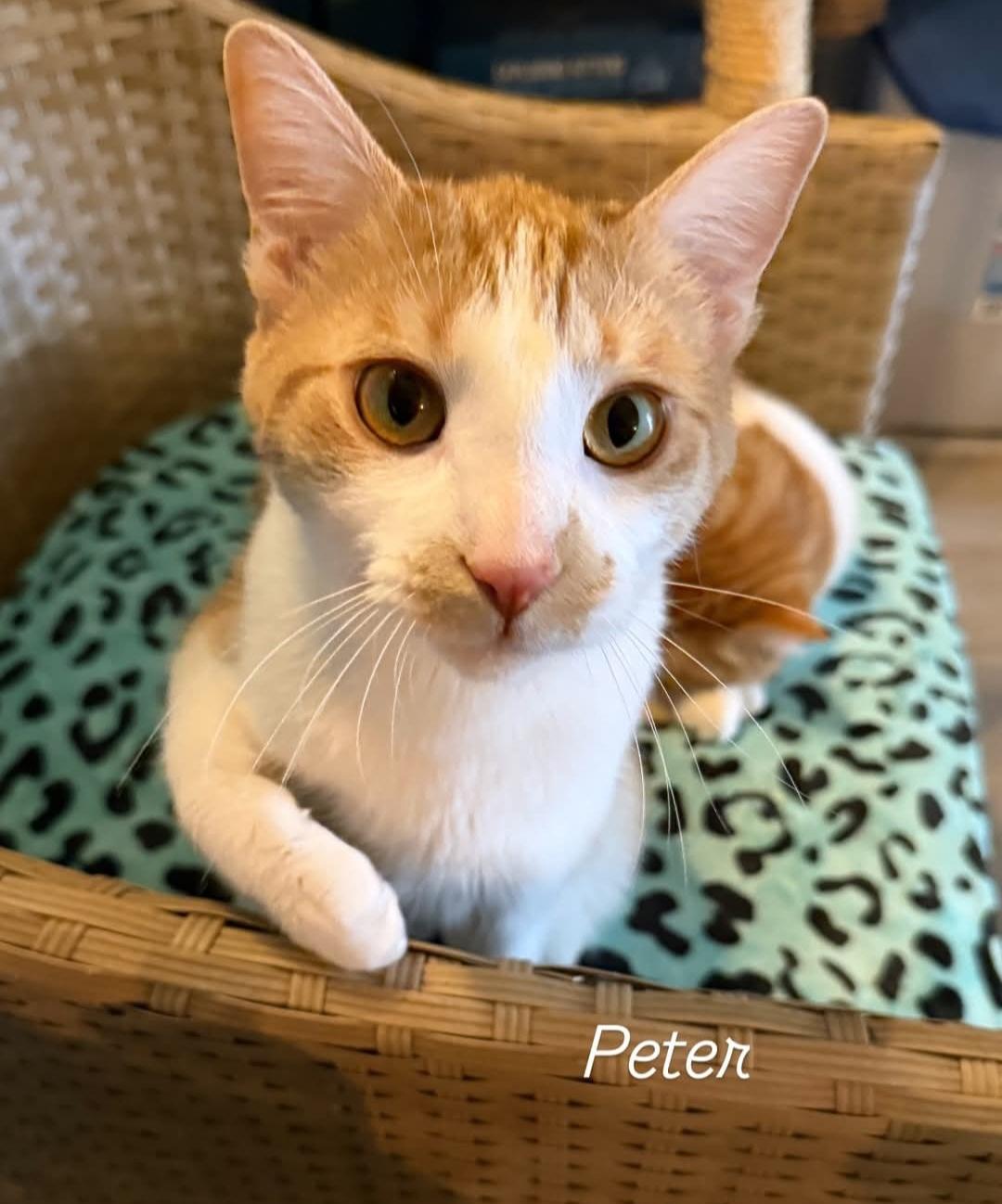 Peter, Adoptable, Young Male Domestic Short Hair.