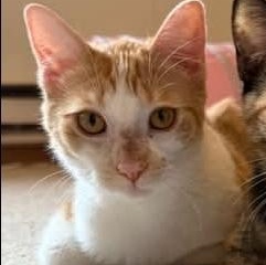 Peter, Adoptable, Young Male Domestic Short Hair.