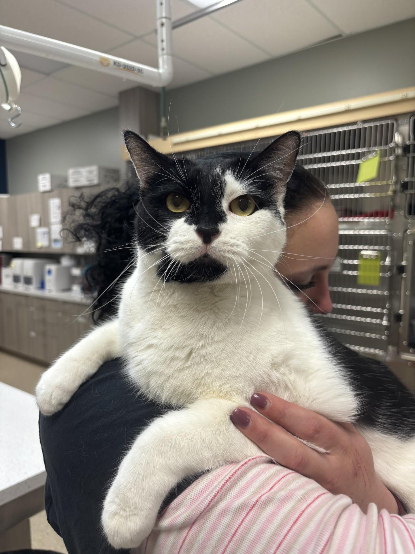 Enlarge Moo, a Adoptable Domestic Short Hair in Yorkville, IL image 3/5