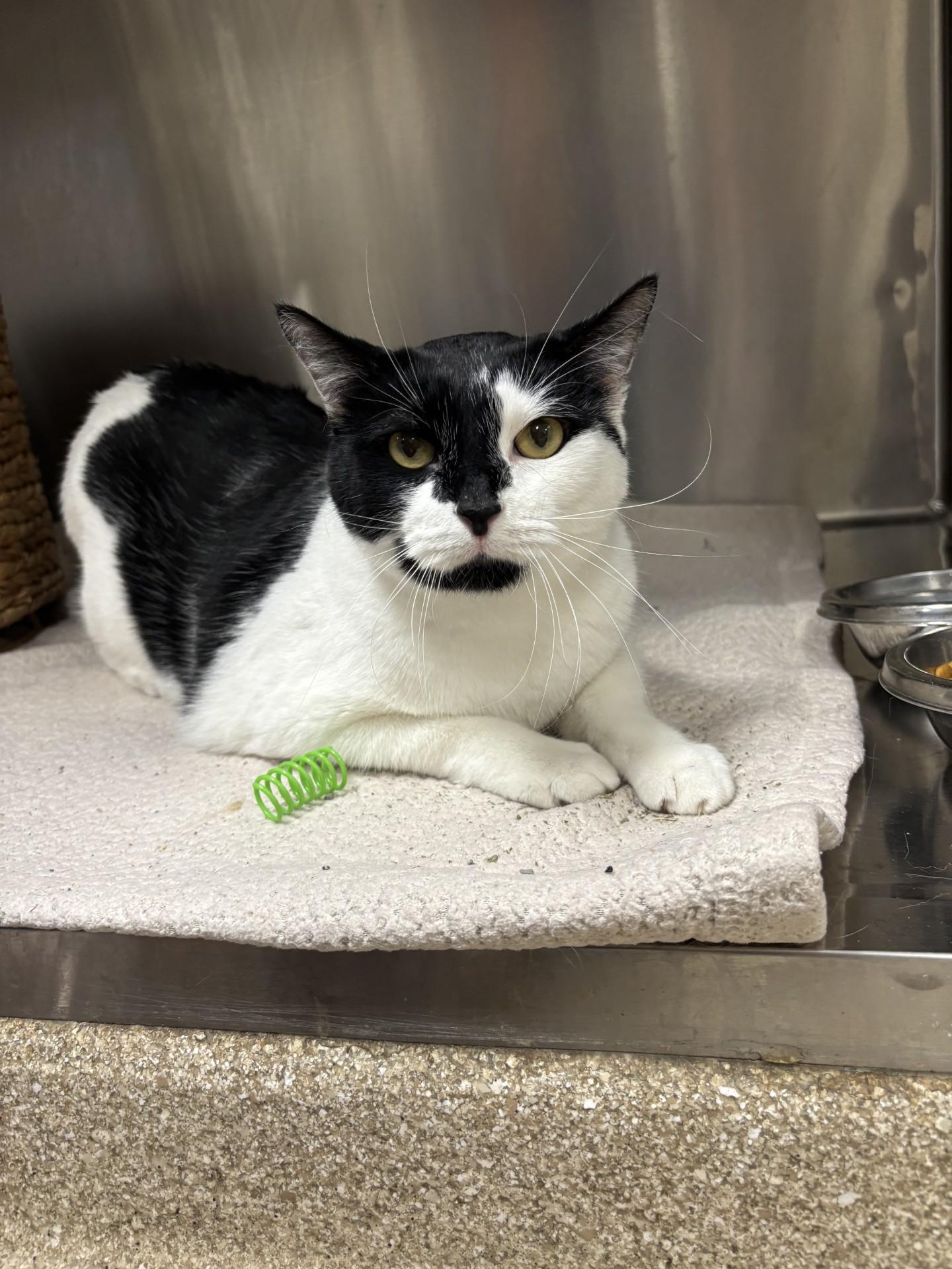 Enlarge Moo, a Adoptable Domestic Short Hair in Yorkville, IL image 4/5