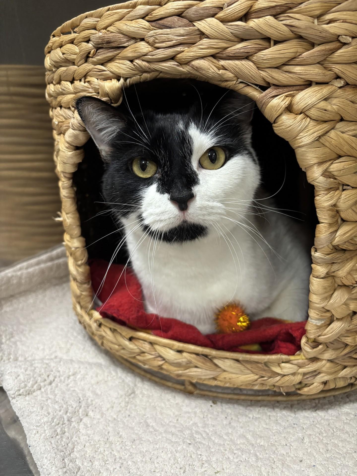 Enlarge Moo, a Adoptable Domestic Short Hair in Yorkville, IL image 5/5