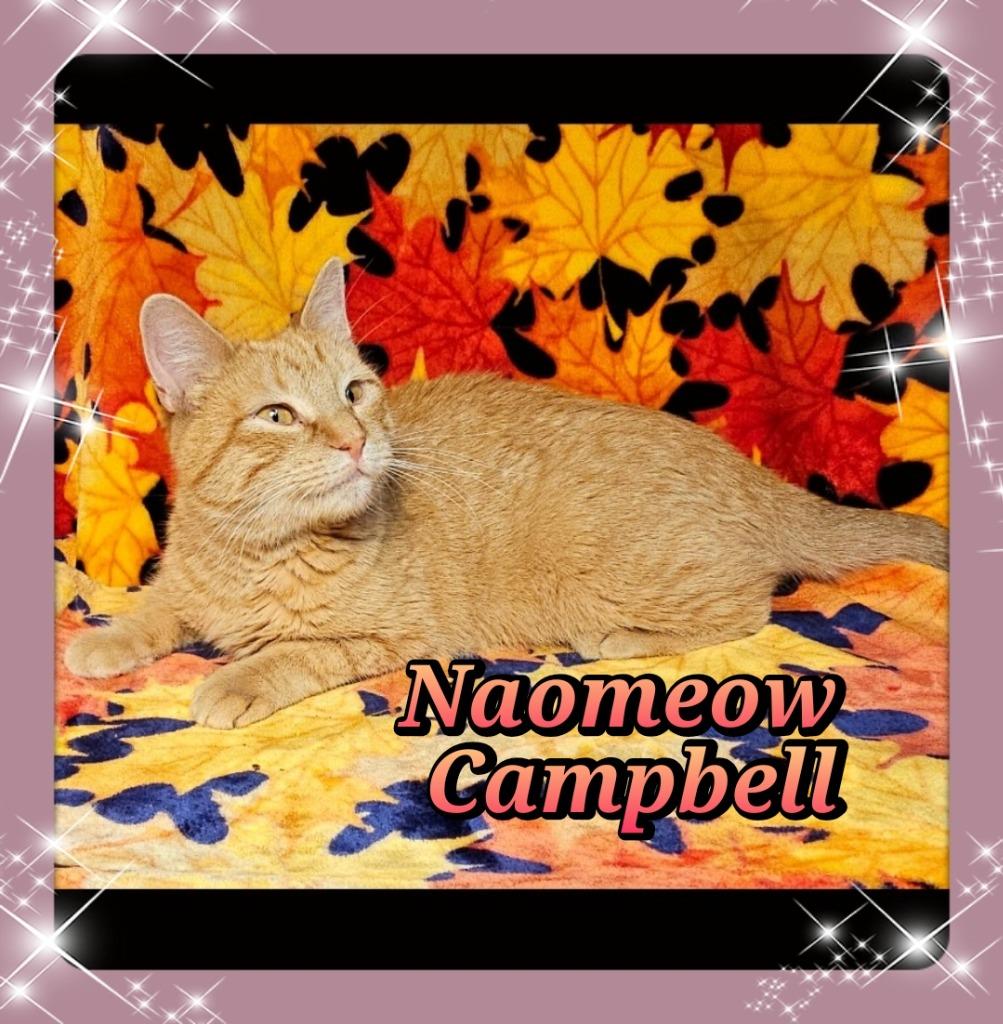 Naomeow Campbell, Adoptable, Young Female Domestic Short Hair.