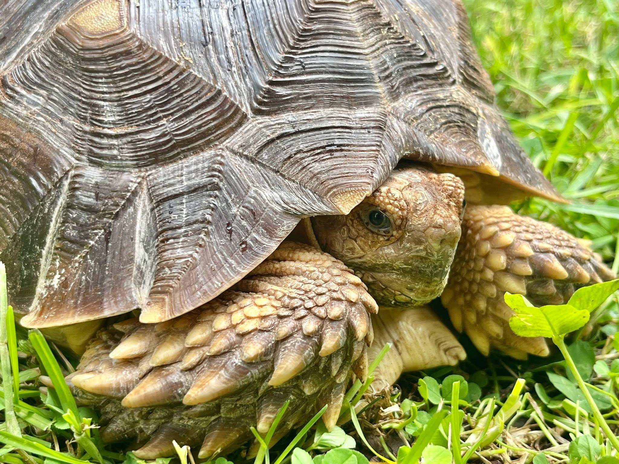 Enlarge Sonic, a ADOPTABLE Sulcata in Palmerton, PA image 2/4