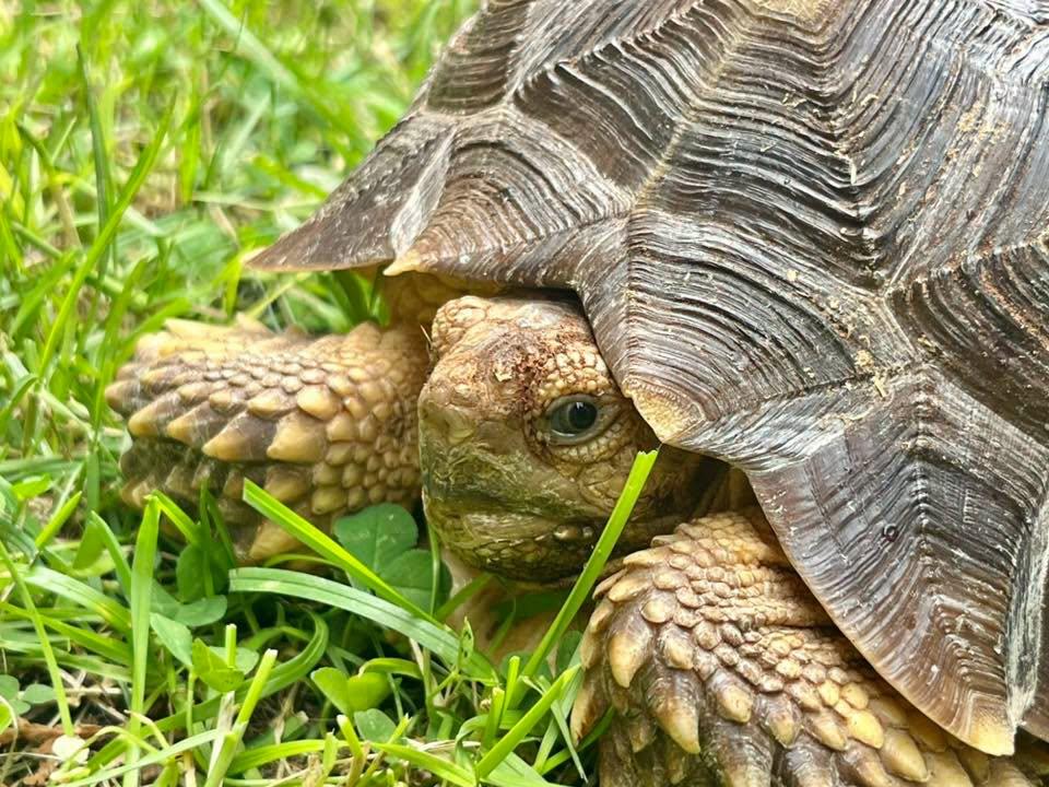 Enlarge Sonic, a ADOPTABLE Sulcata in Palmerton, PA image 3/4