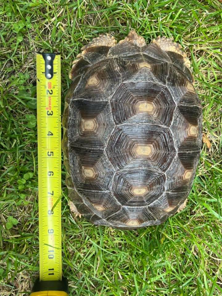 Enlarge Sonic, a ADOPTABLE Sulcata in Palmerton, PA image 4/4