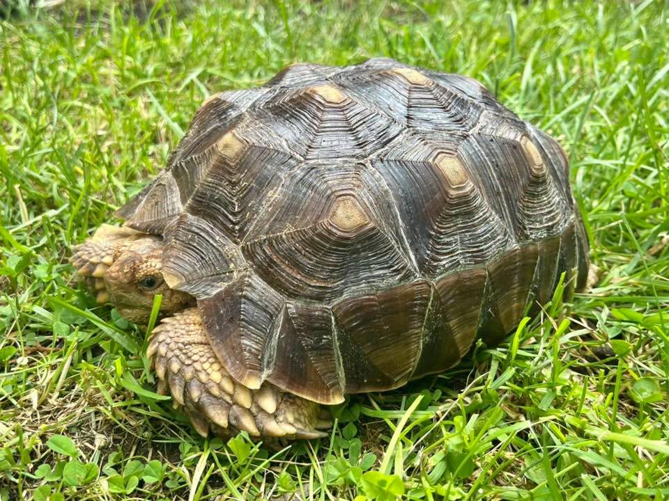 Sonic, ADOPTABLE, Baby Female Sulcata.