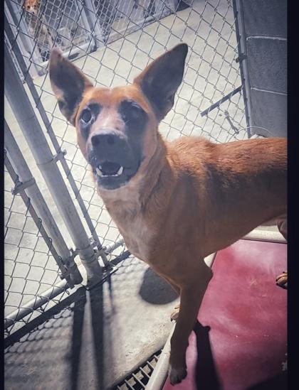 Enlarge Douglas, a Adoptable Mixed Breed in Guntersville, AL image 1/1