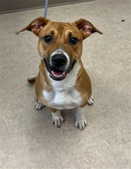 Enlarge COCONUT, a Adoptable mixed breed in Saginaw, MI image 1/1