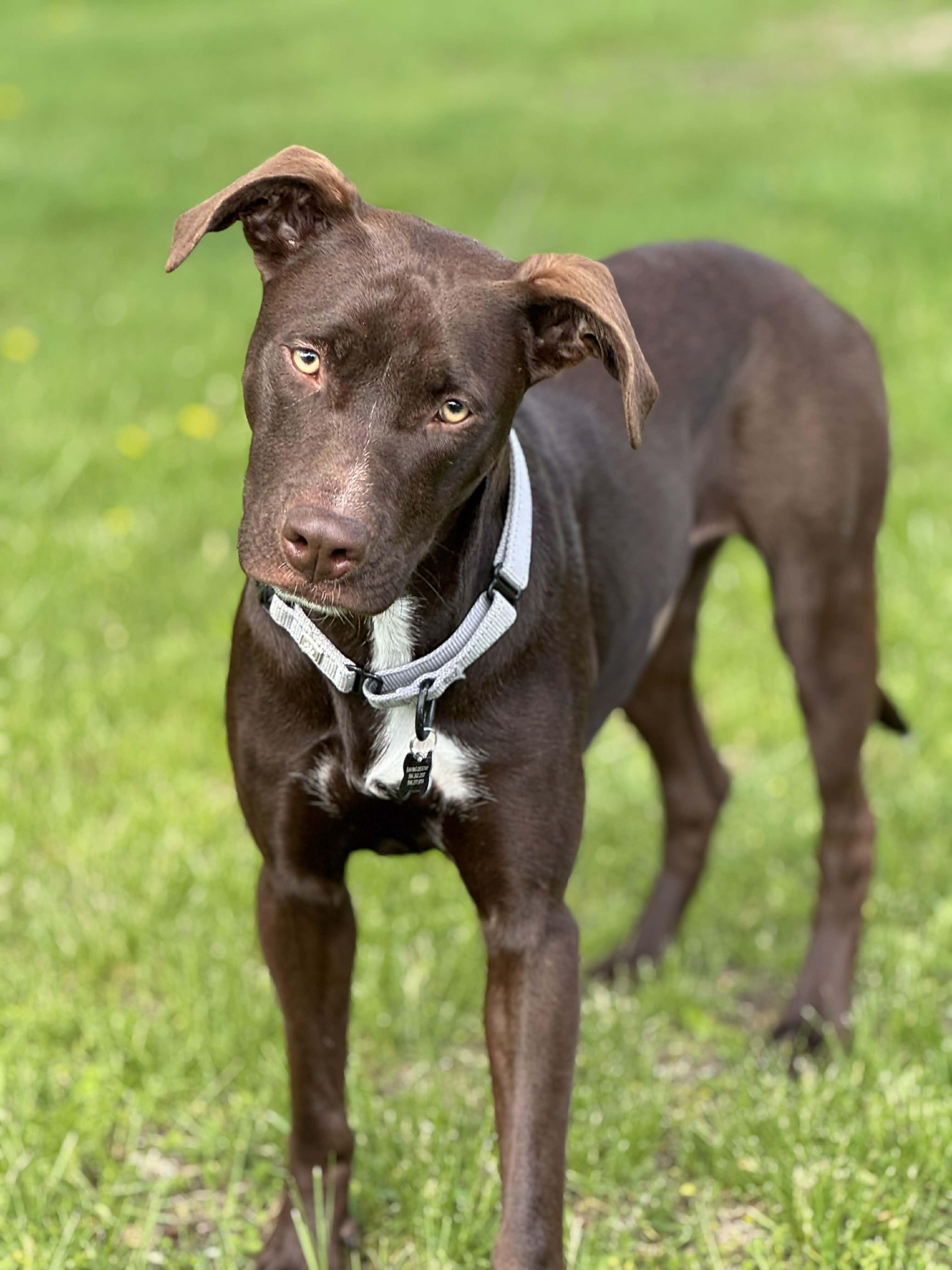 Molly, ADOPTABLE, Young Female Chocolate Labrador Retriever & Pit Bull Terrier.