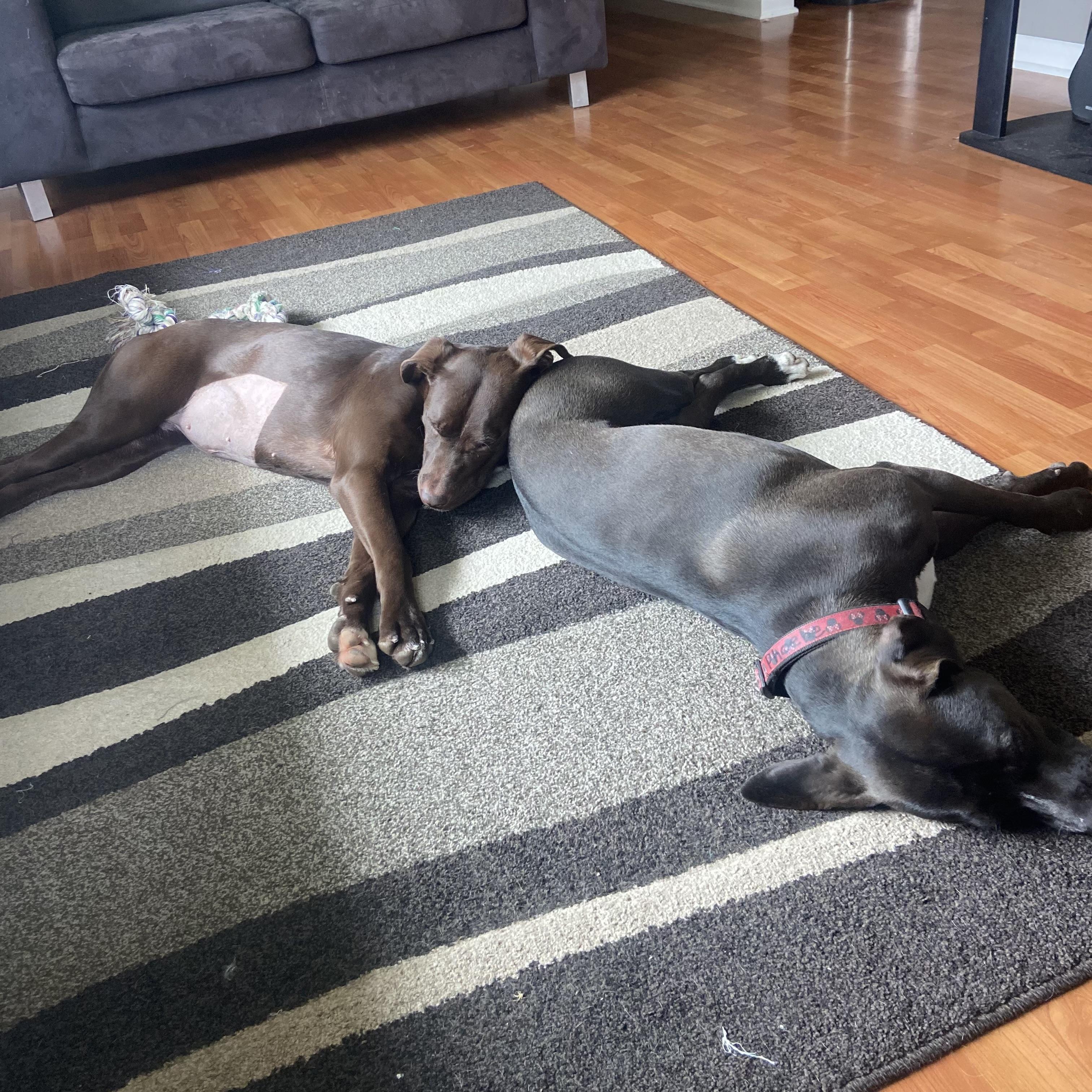 Enlarge Molly, a ADOPTABLE mixed breed in China Township, MI image 5/6