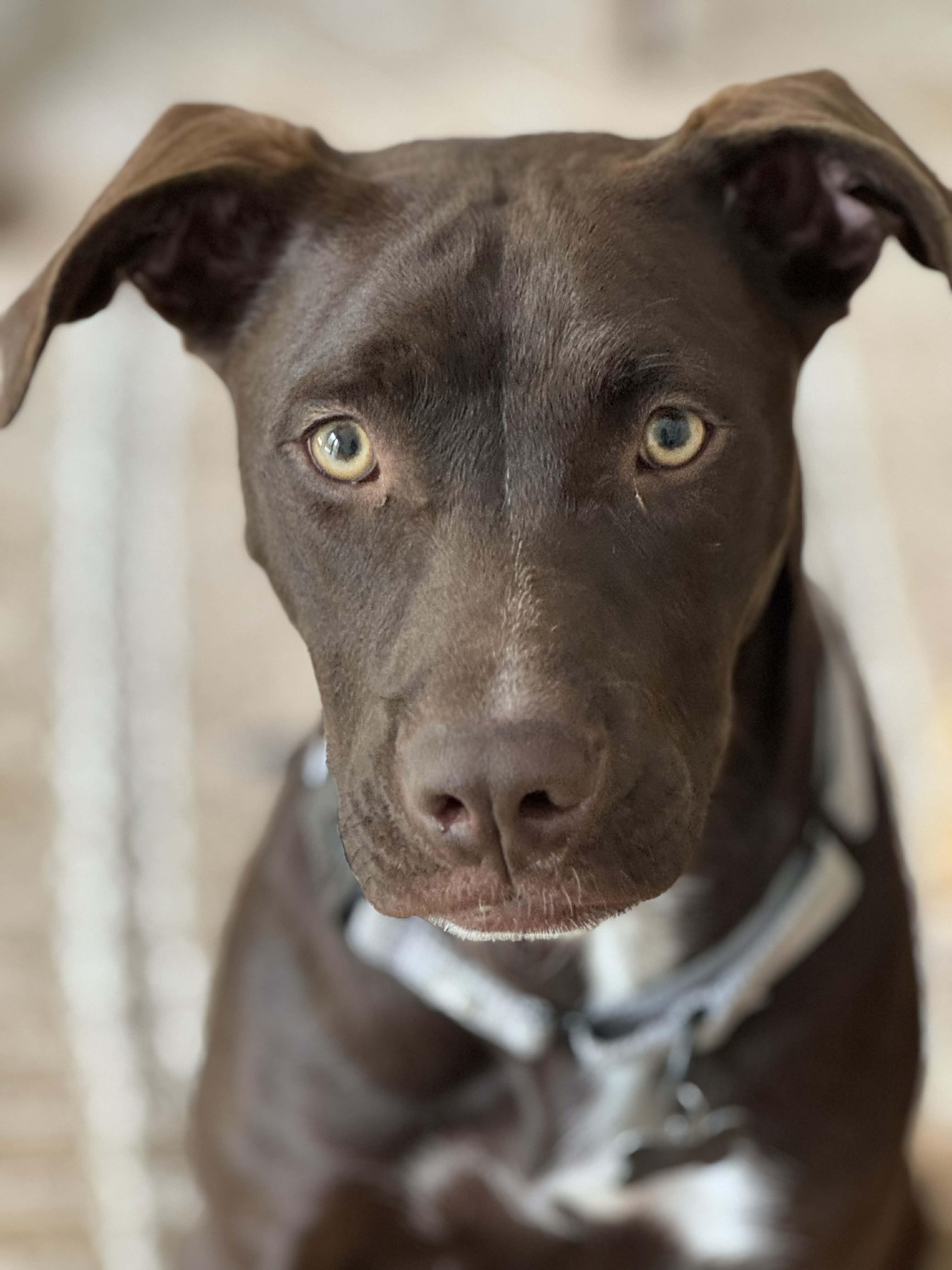 Enlarge Molly, a ADOPTABLE mixed breed in China Township, MI image 6/6