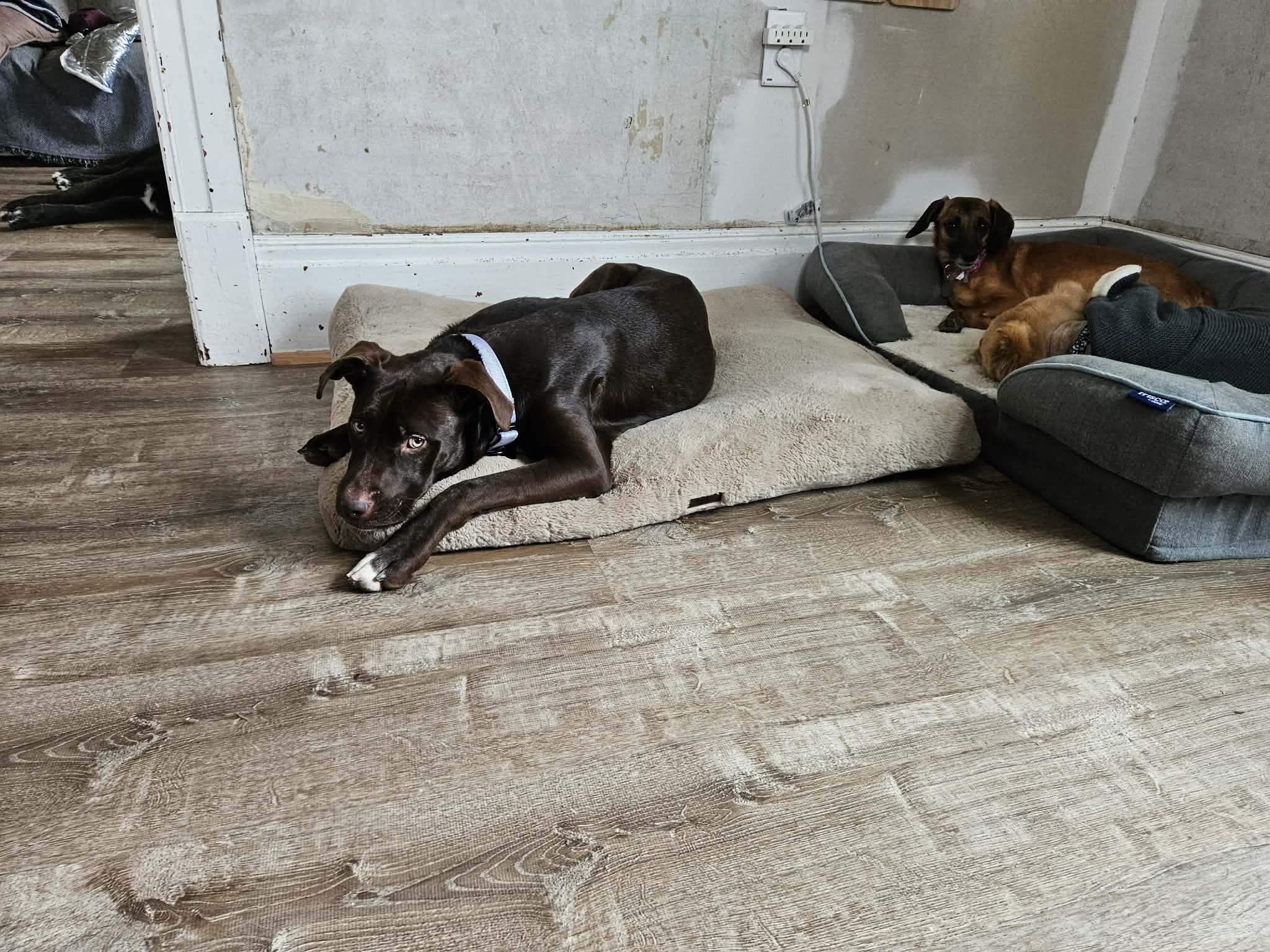 Enlarge Molly, a ADOPTABLE mixed breed in China Township, MI image 3/6