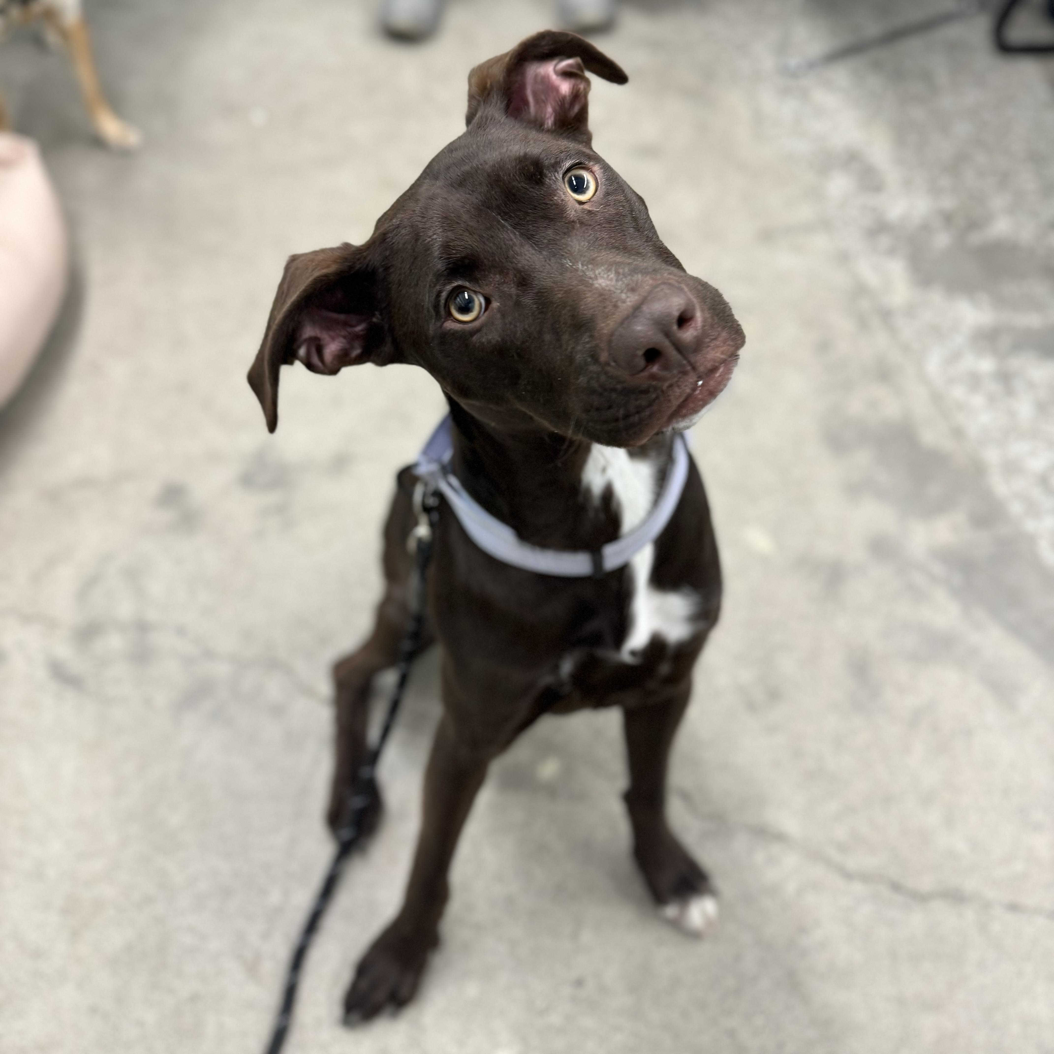 Enlarge Molly, a ADOPTABLE mixed breed in China Township, MI image 6/6