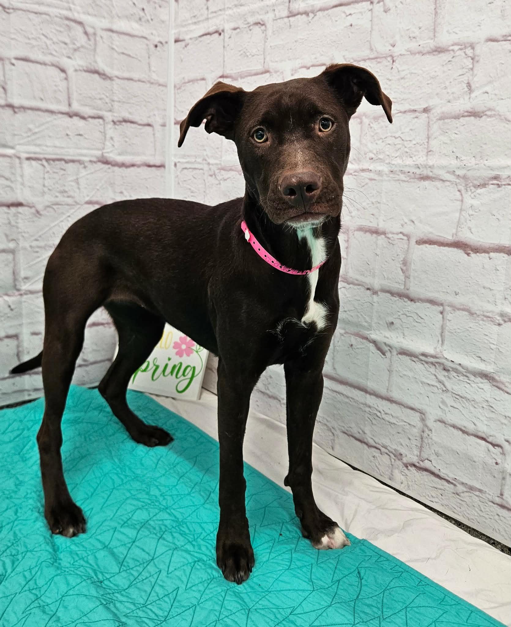 Enlarge Molly, a ADOPTABLE mixed breed in China Township, MI image 2/6