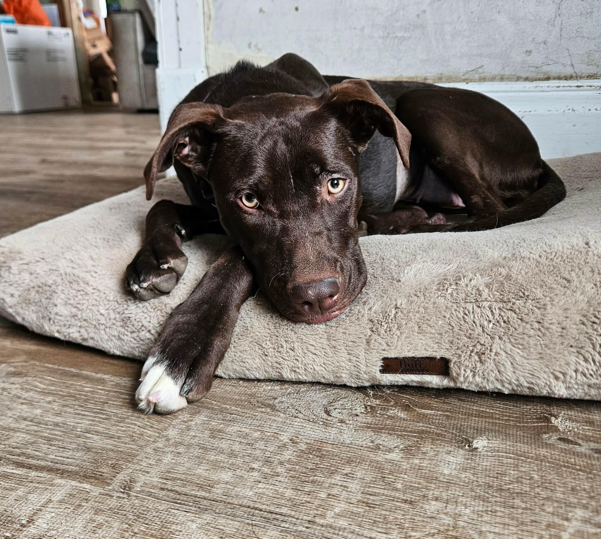 Enlarge Molly, a ADOPTABLE mixed breed in China Township, MI image 4/6