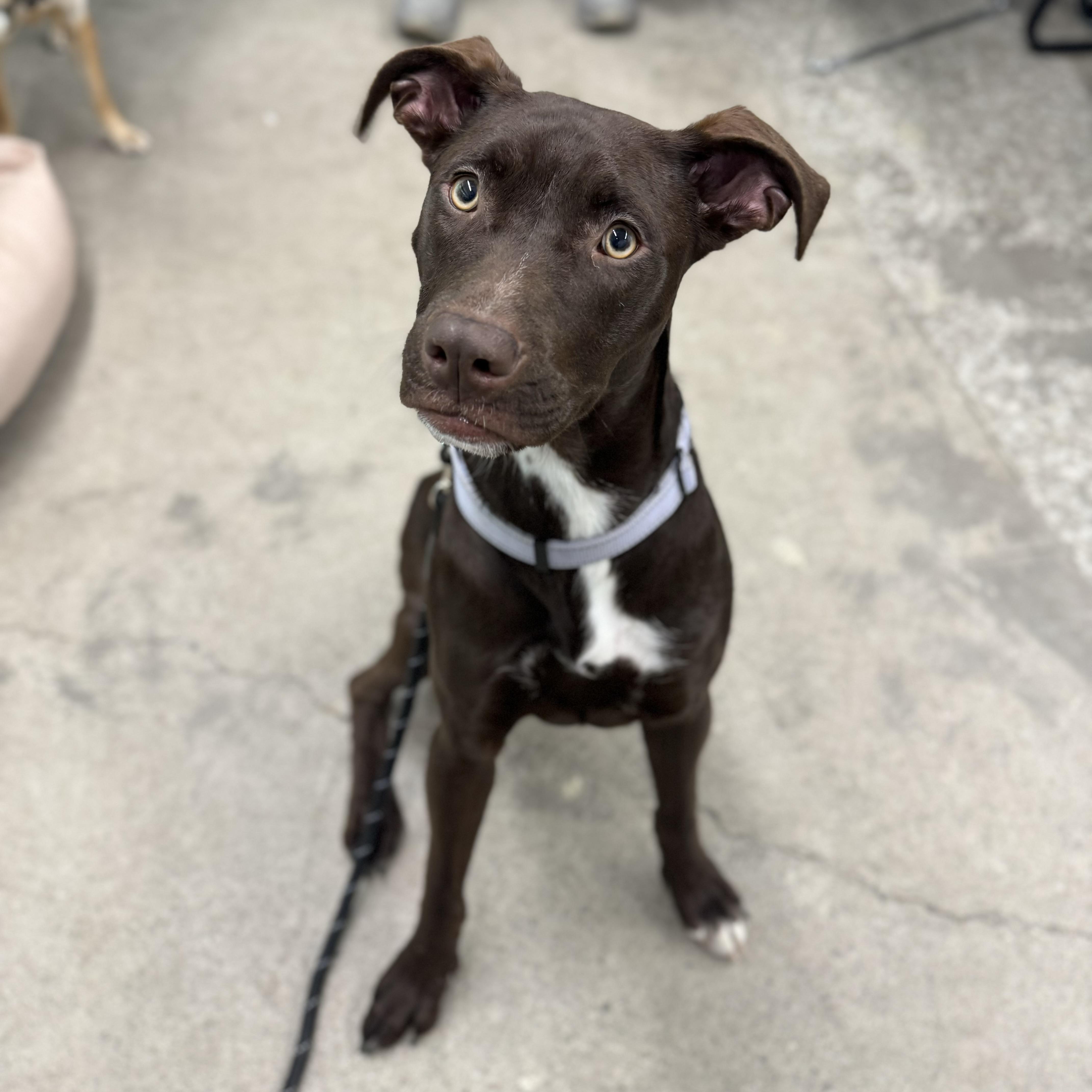 Enlarge Molly, a ADOPTABLE mixed breed in China Township, MI image 1/6