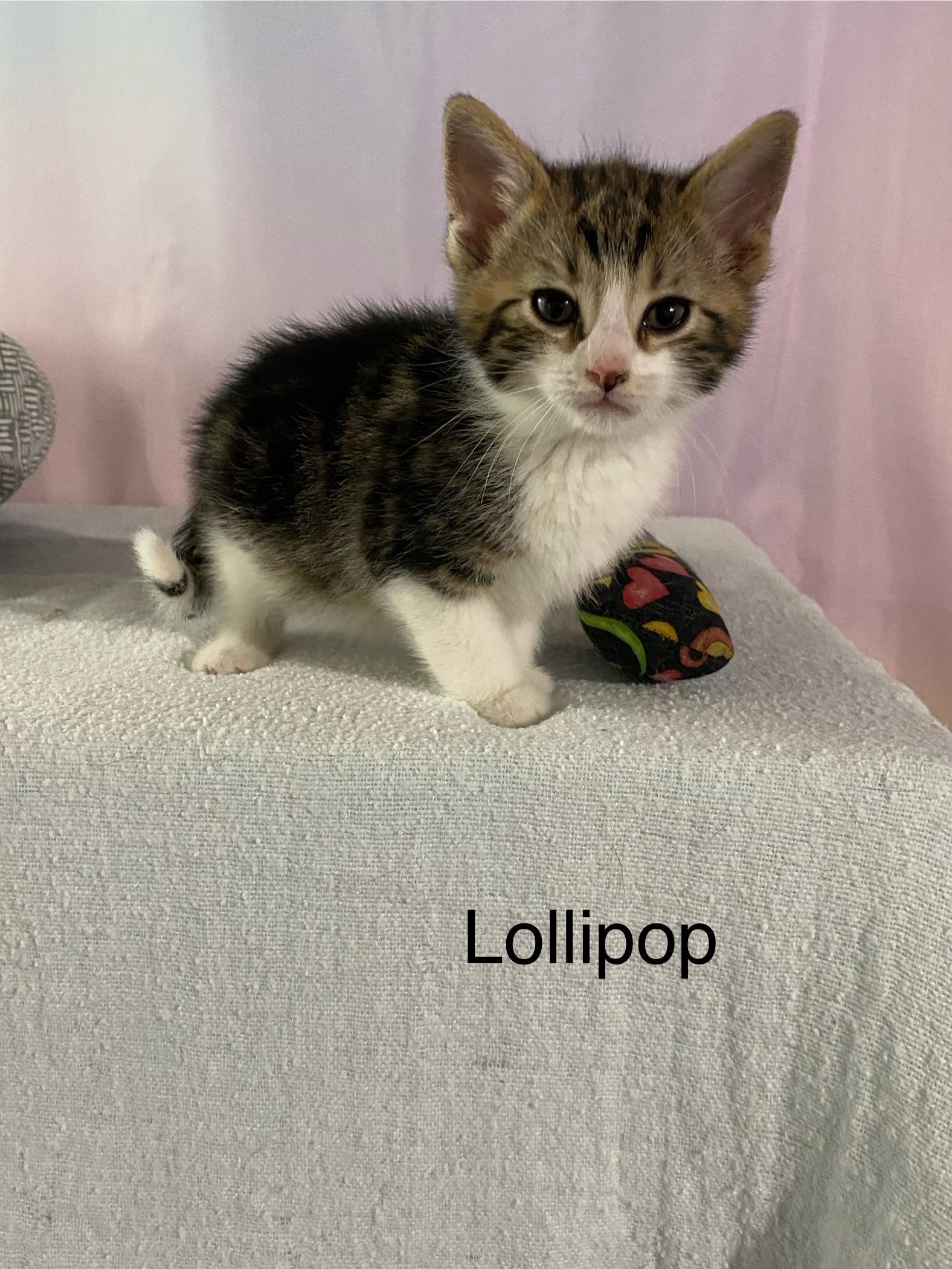 Enlarge Jelly Bean and Lollipop, a ADOPTABLE mixed breed in Macomb, MI image 2/5