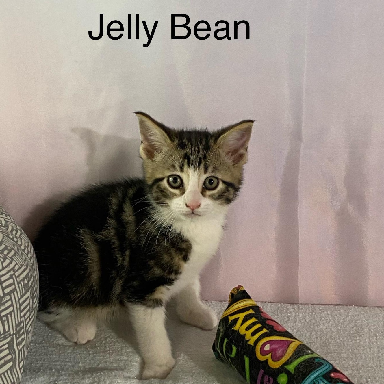  JellyBean ( affectionate sweetheart), adopted, Kitten Male Domestic Short Hair & Tabby.