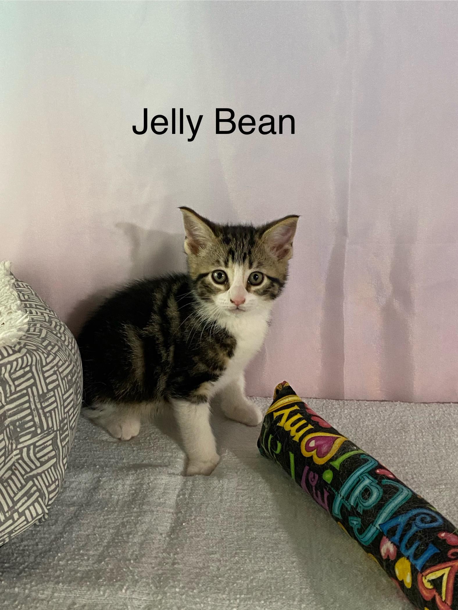 Enlarge Jelly Bean and Lollipop, a ADOPTABLE mixed breed in Macomb, MI image 4/5