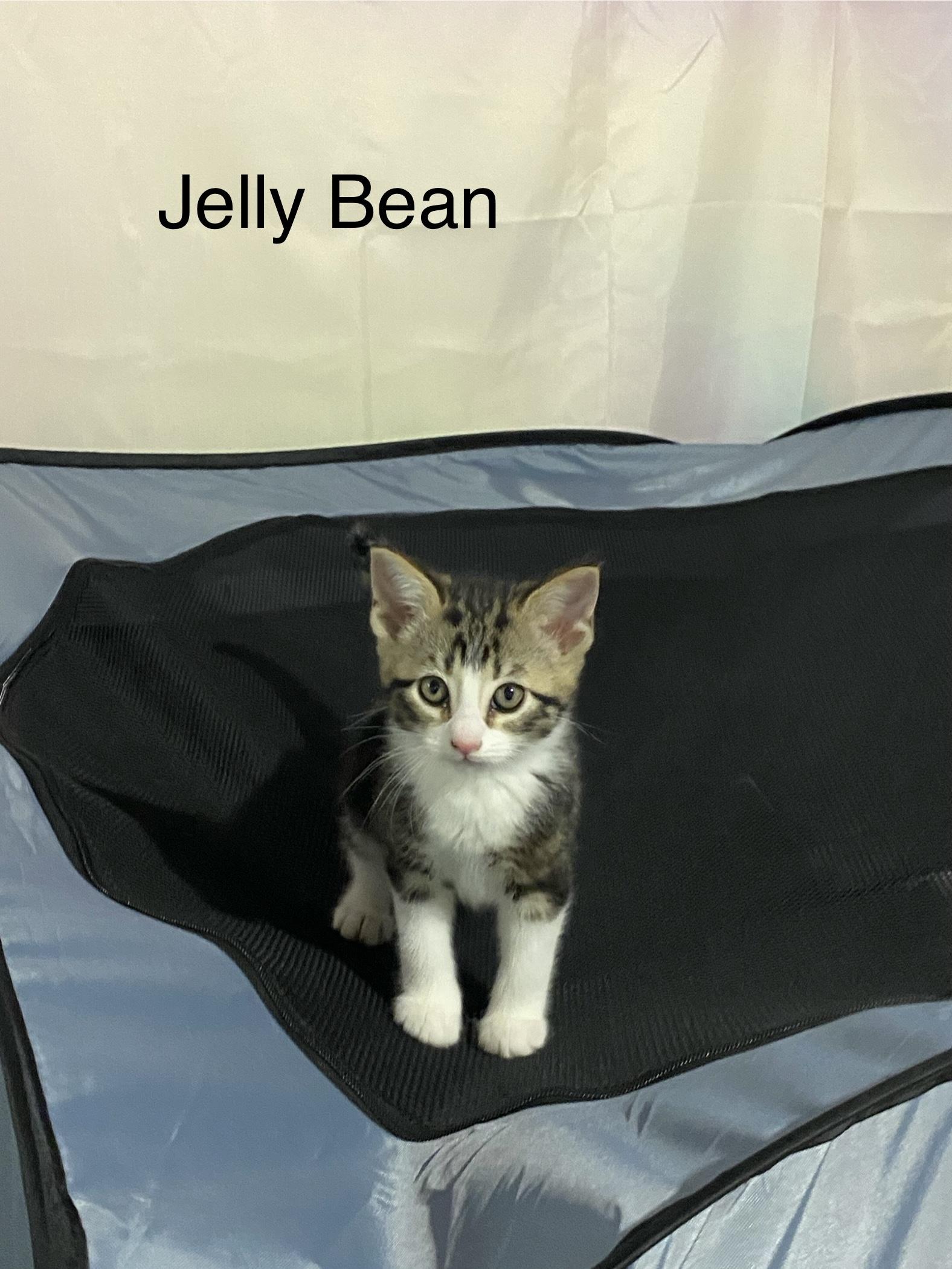 Enlarge Jelly Bean and Lollipop, a ADOPTABLE mixed breed in Macomb, MI image 5/5