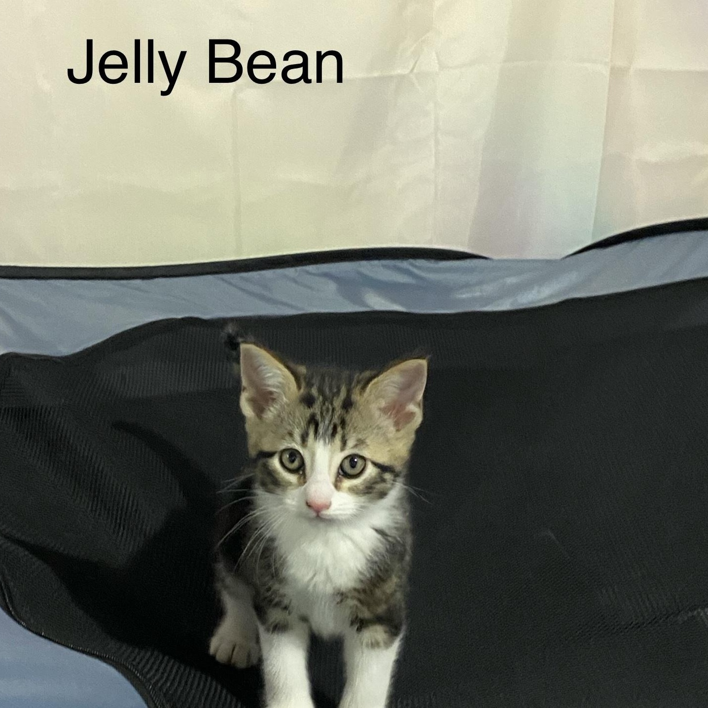 Enlarge  JellyBean ( affectionate sweetheart), an adopted mixed breed in Macomb, MI image 2/2