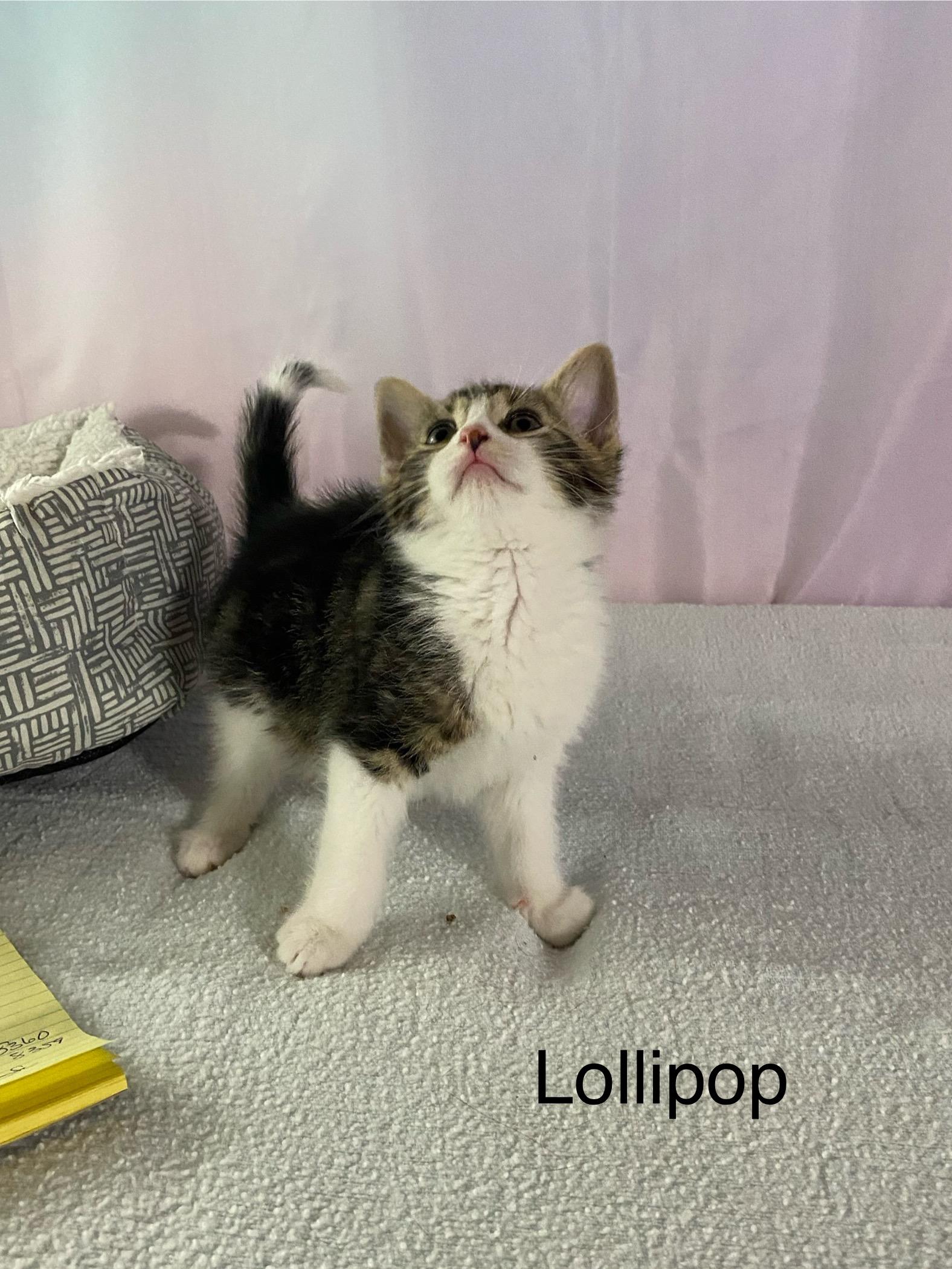 Enlarge Jelly Bean and Lollipop, a ADOPTABLE mixed breed in Macomb, MI image 3/5