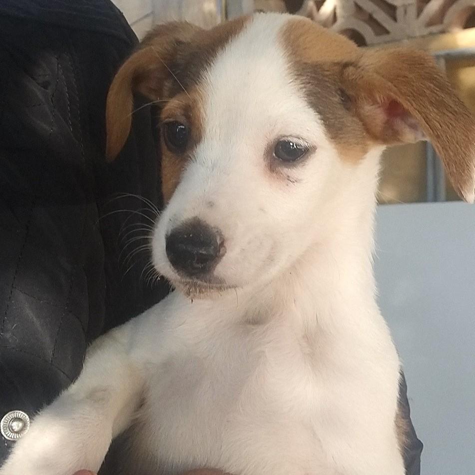 Cometa — thumbnail 2