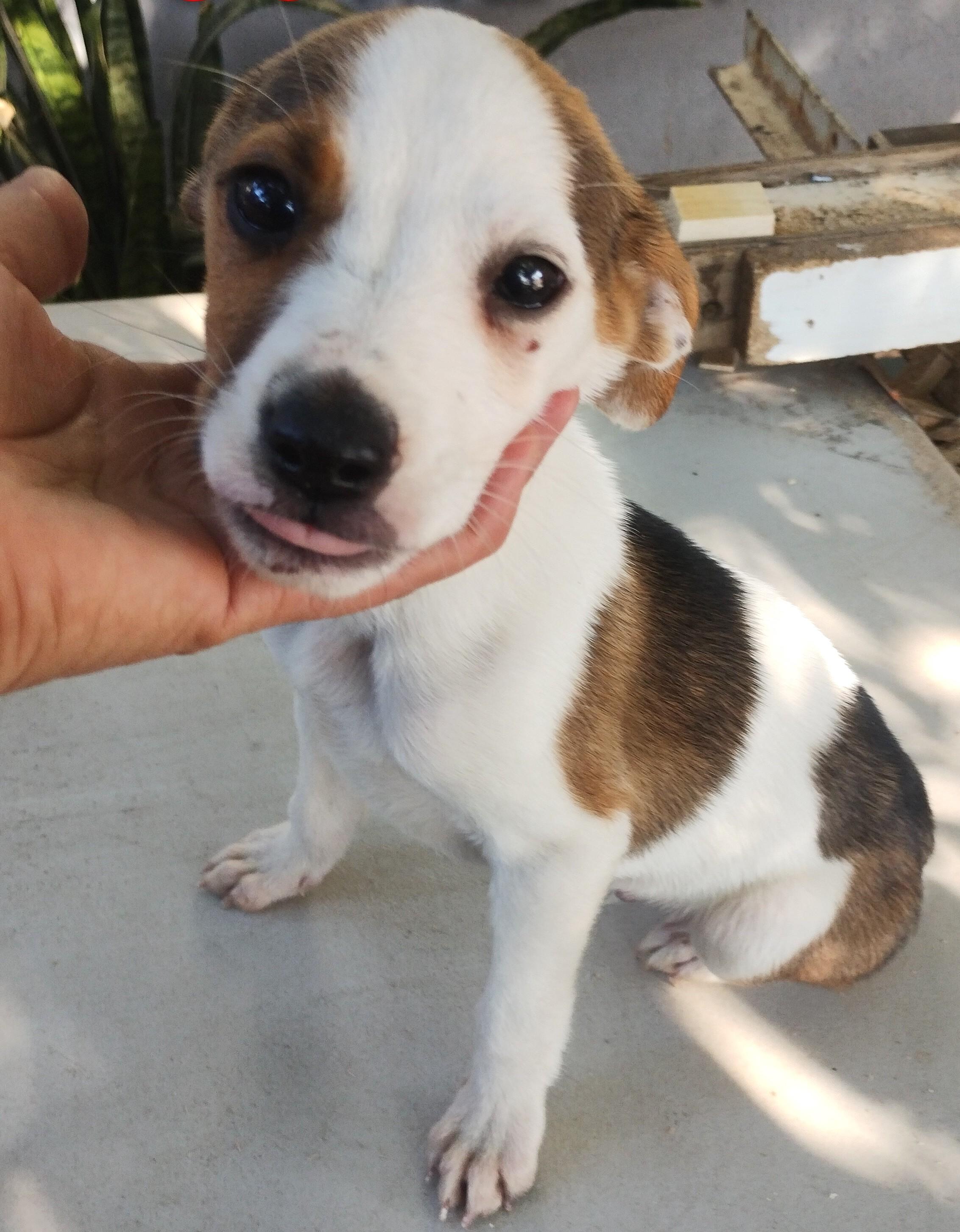 Cometa — thumbnail 3