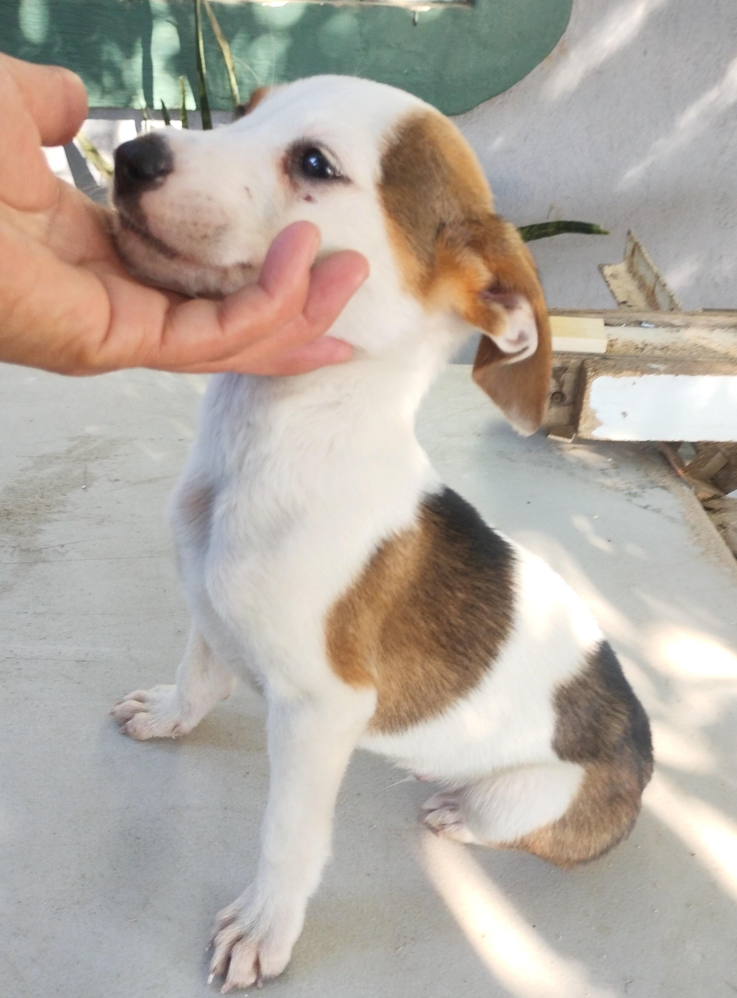 Cometa — thumbnail 4