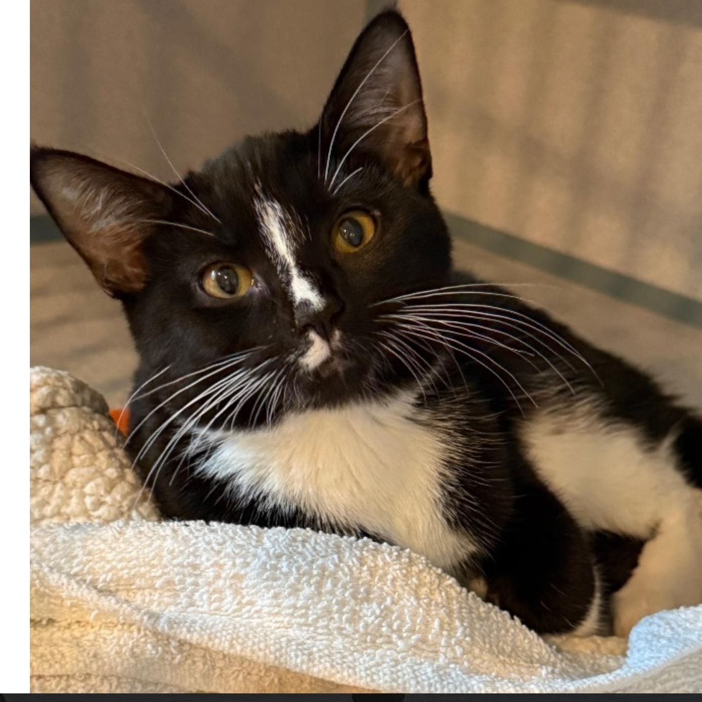 Mabel II, adopted, Kitten Female Domestic Short Hair.