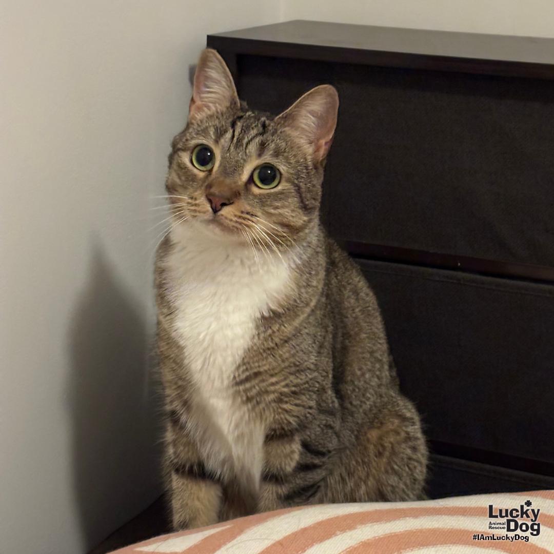 Lucille, Adoptable, Adult Female Domestic Short Hair.