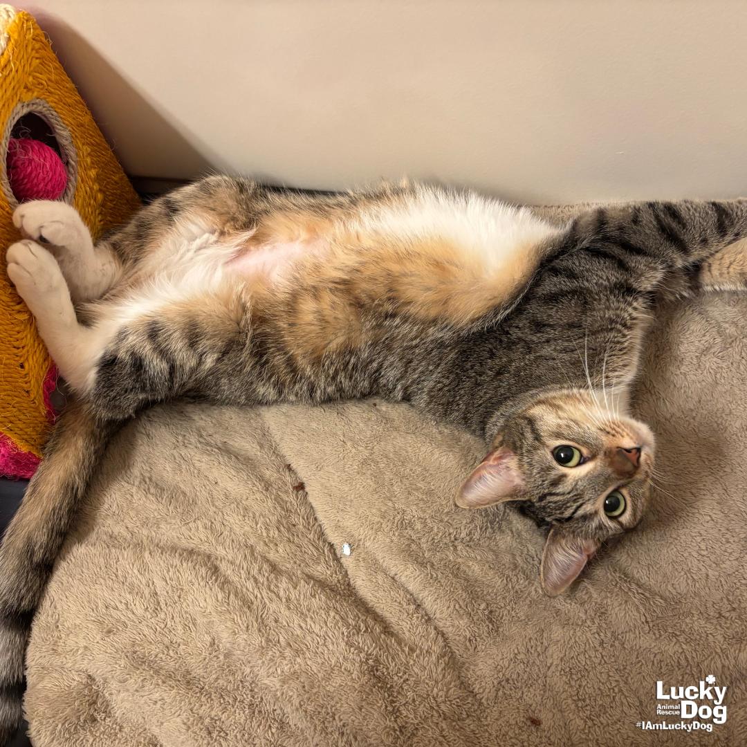 Enlarge Lucille, a Adoptable Domestic Short Hair in Washington, DC image 2/3