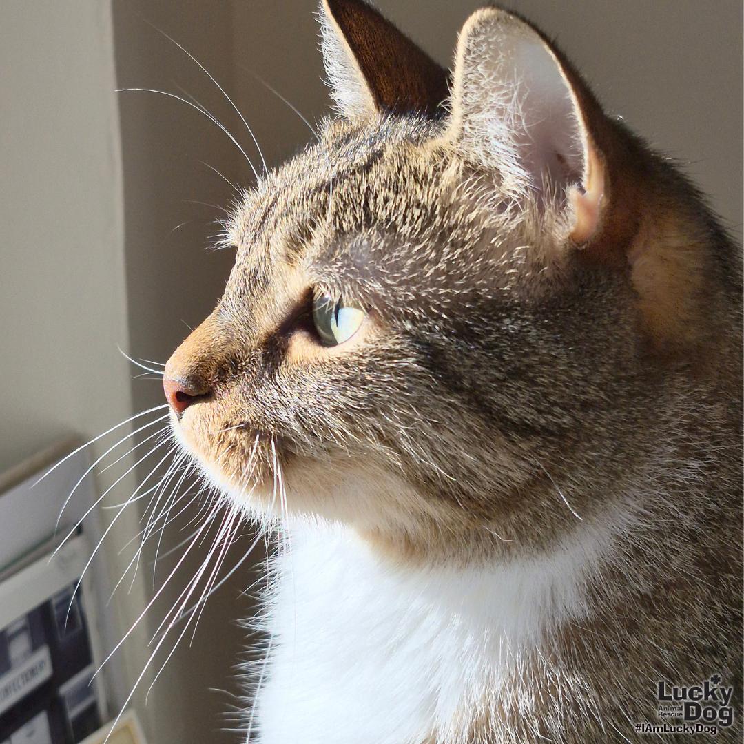 Enlarge Lucille, a Adoptable Domestic Short Hair in Washington, DC image 3/3