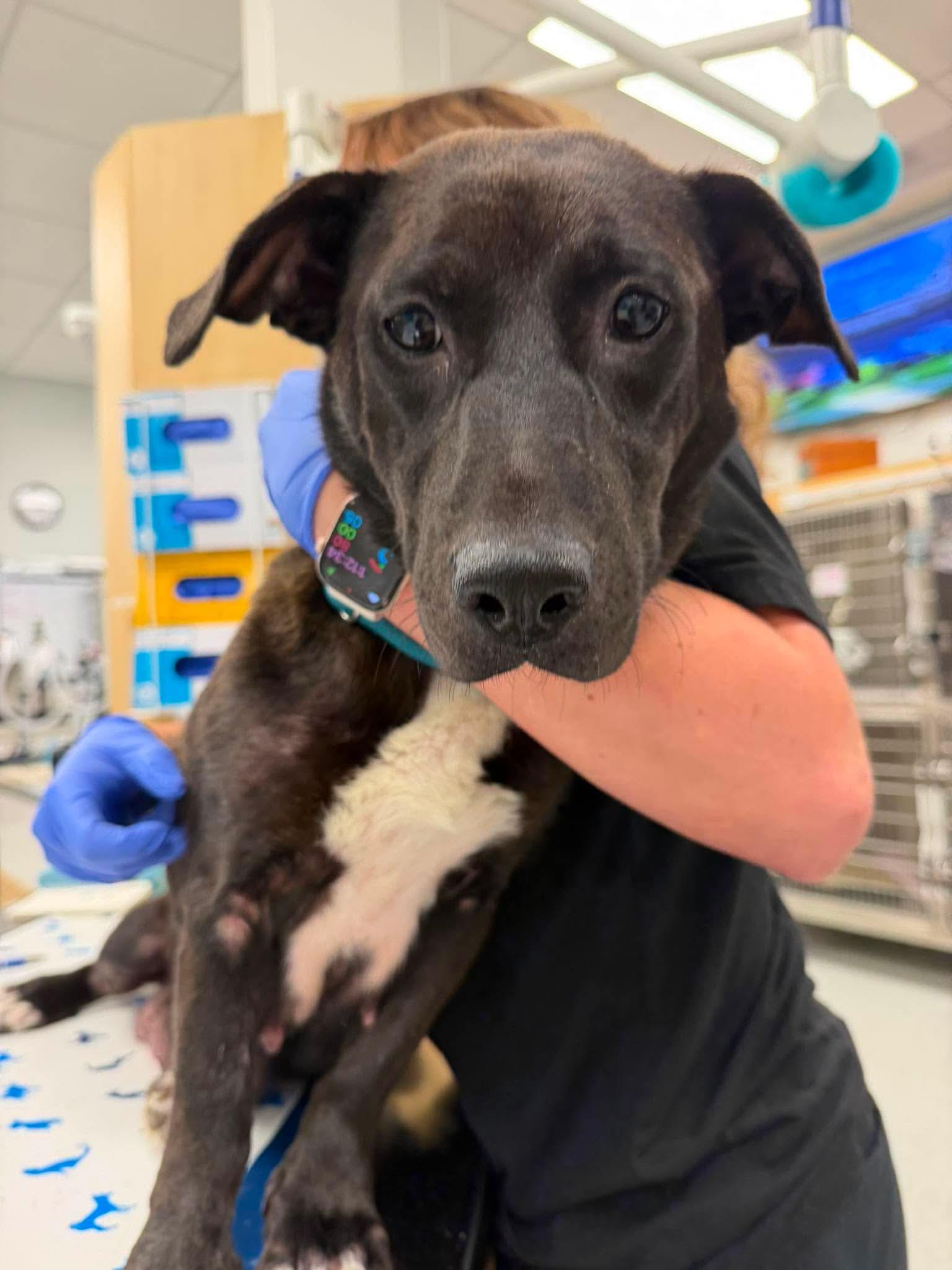 Trixie, a ADOPTABLE mixed breed in Wando, SC image 4/6