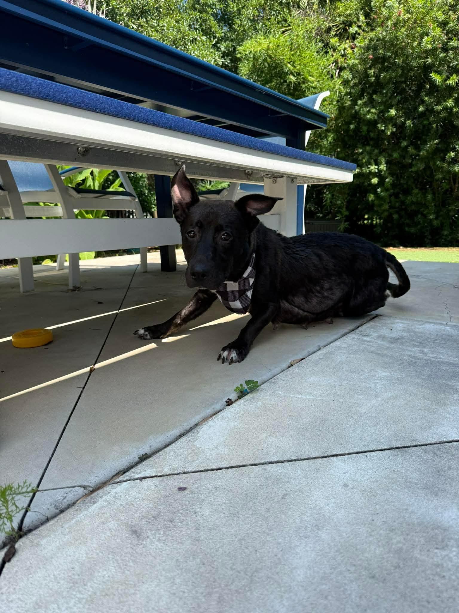 Trixie, a ADOPTABLE mixed breed in Wando, SC image 5/6