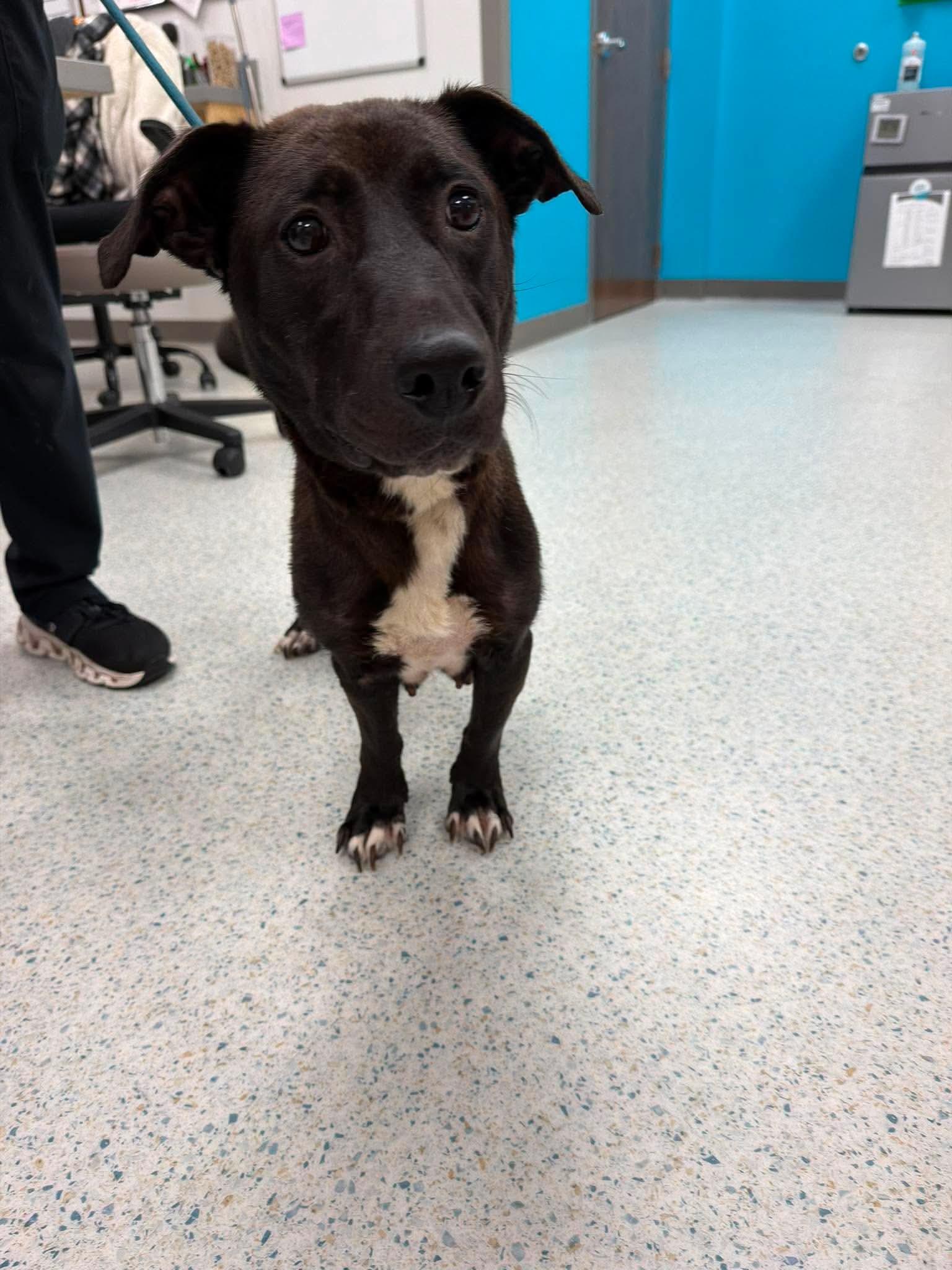 Trixie, a ADOPTABLE mixed breed in Wando, SC image 2/6