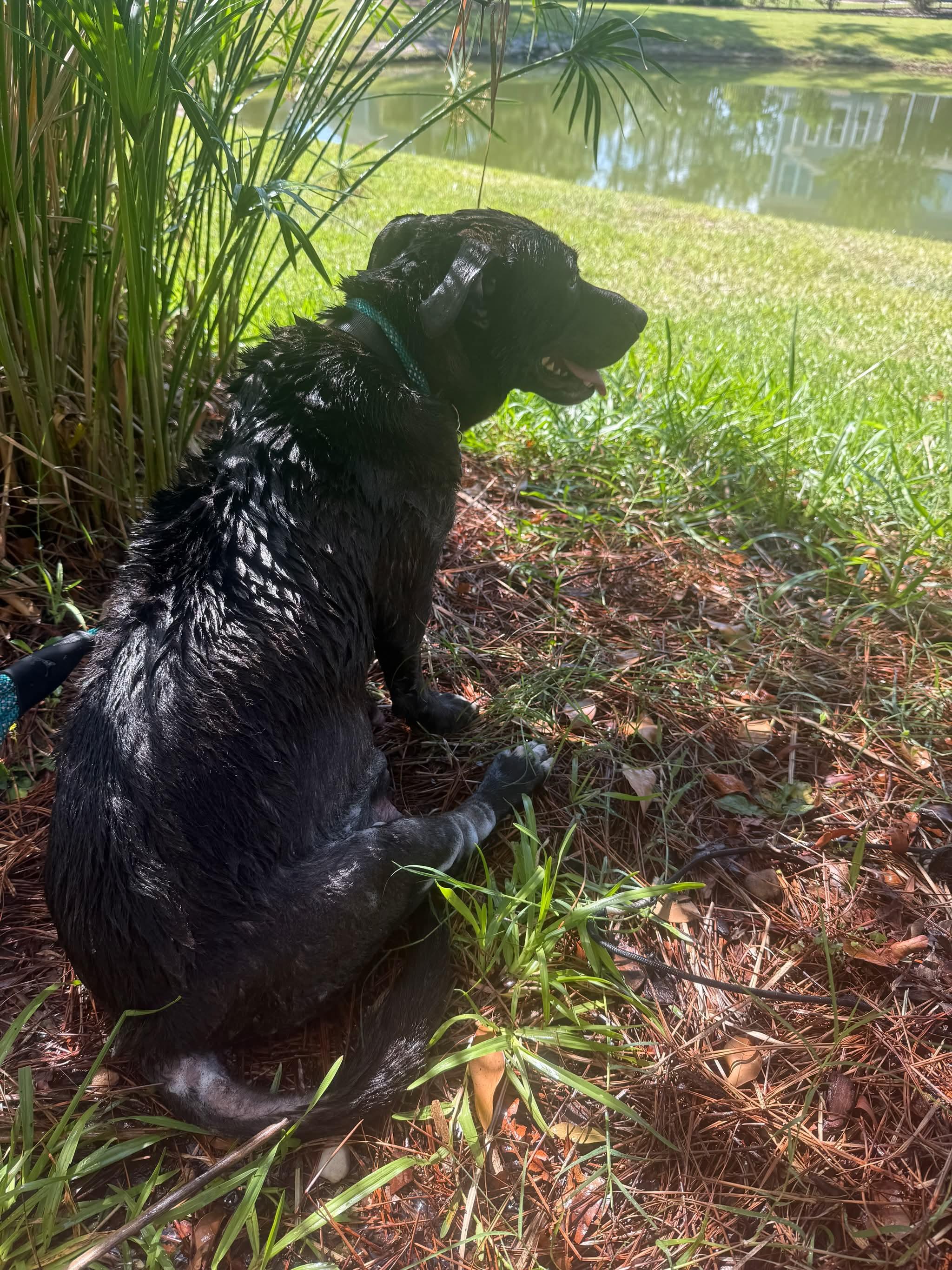 Trixie, a ADOPTABLE mixed breed in Wando, SC image 3/6