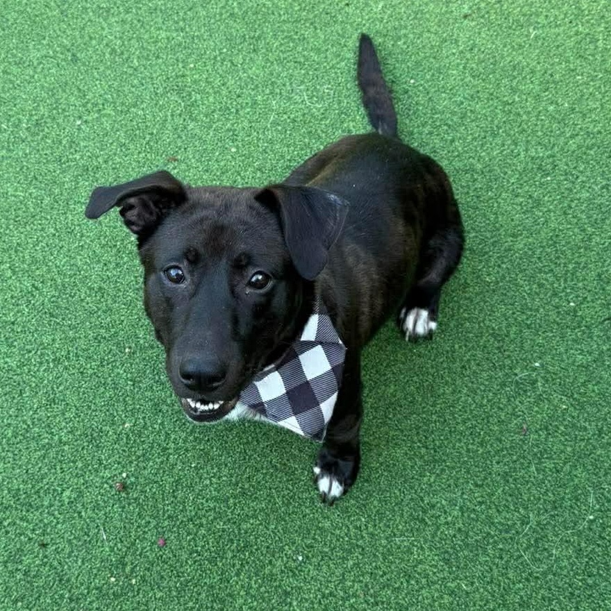 Trixie, ADOPTABLE, Young Female Black Labrador Retriever & Basset Hound.