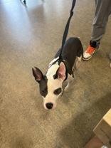 Solana 58930974 Mixed Breed Dog