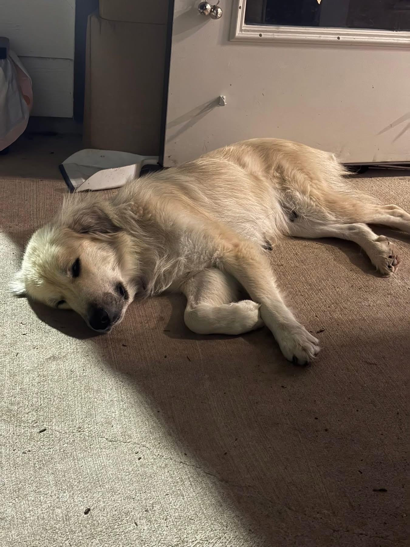 Enlarge Daisy, a ADOPTABLE mixed breed in Southlake, TX image 5/6