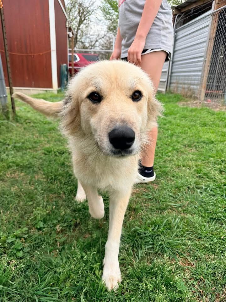 Daisy, ADOPTABLE, Adult Female Golden Retriever.