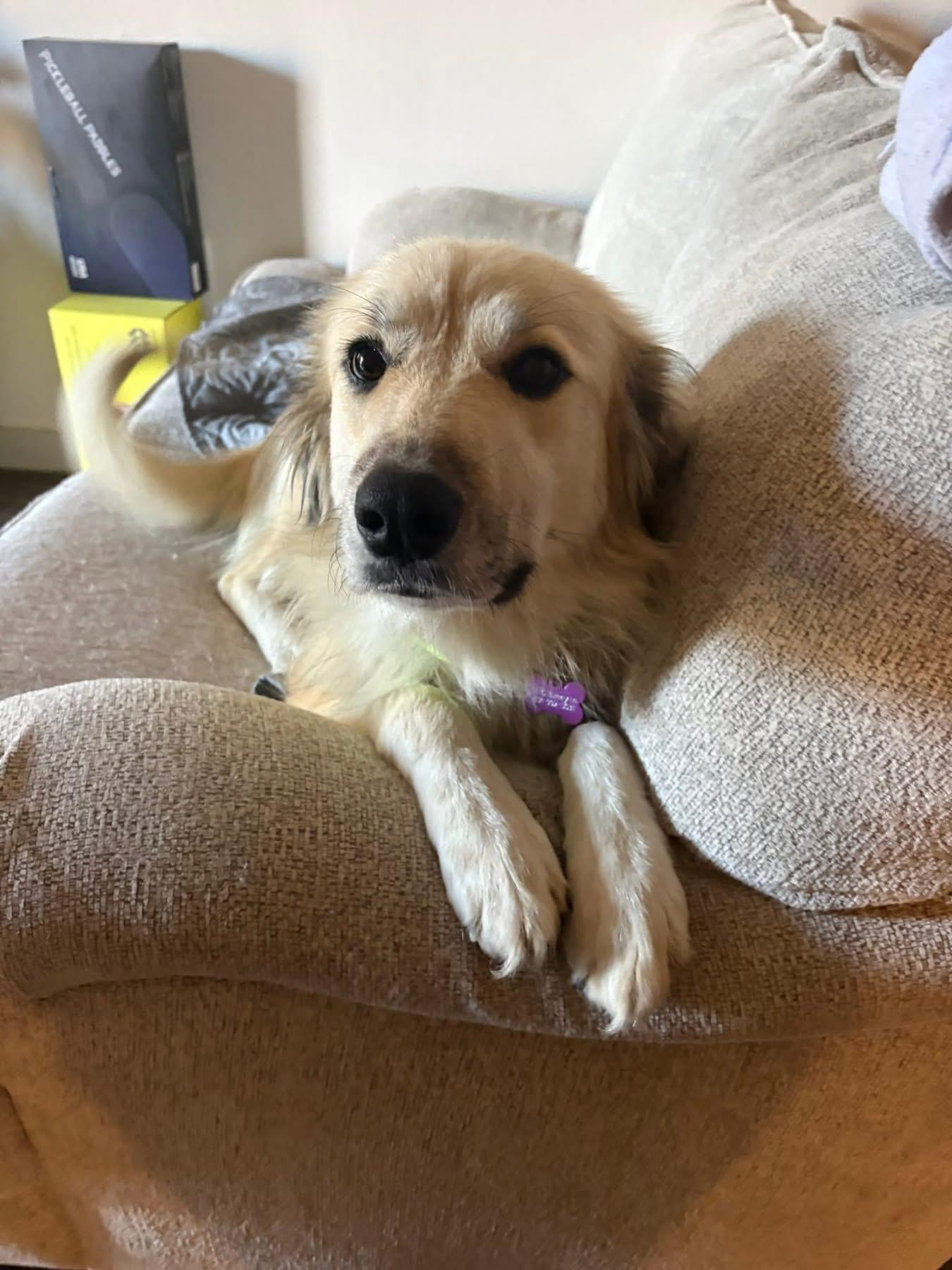 Enlarge Daisy, a ADOPTABLE mixed breed in Southlake, TX image 3/6