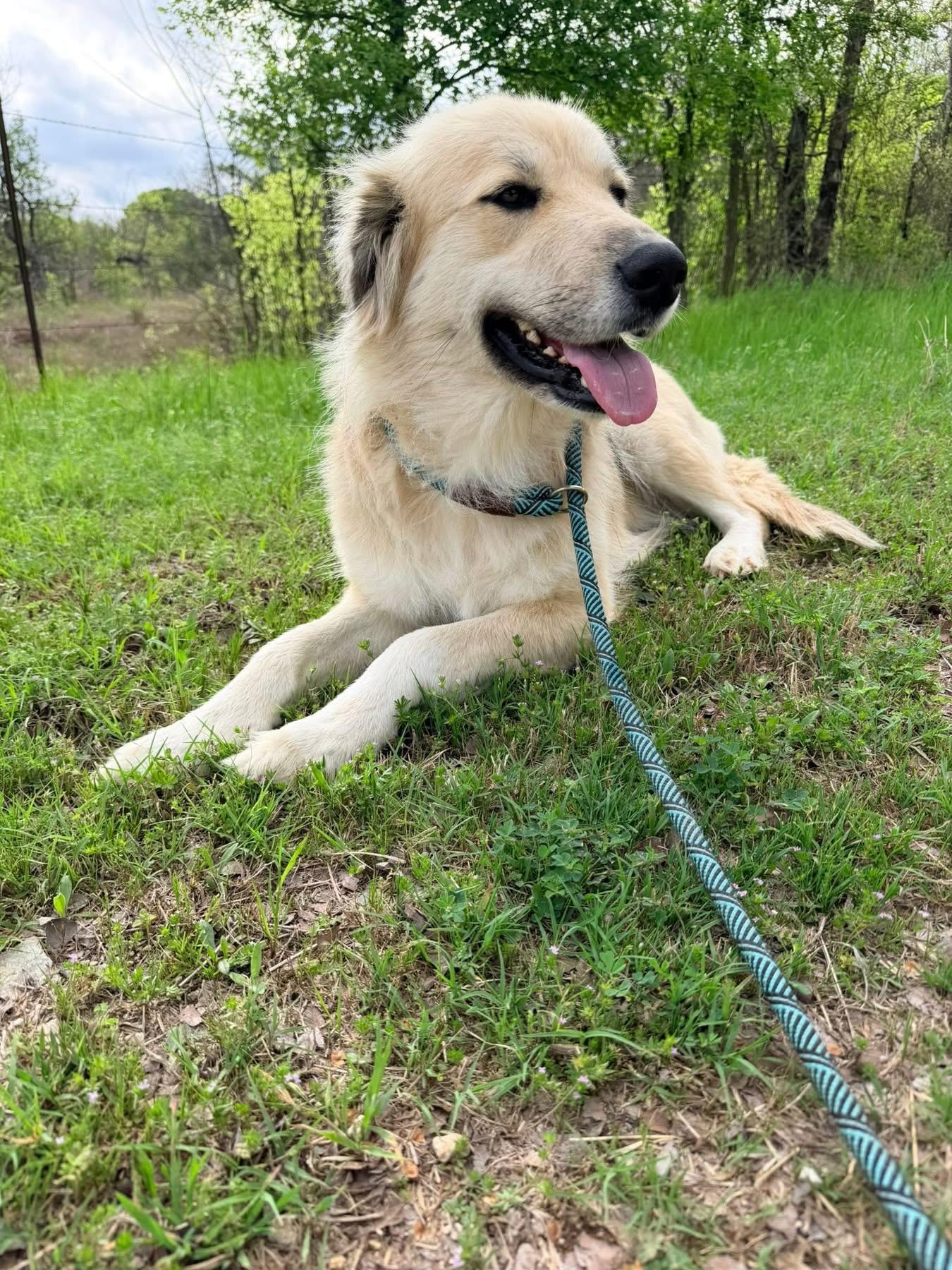 Enlarge Daisy, a ADOPTABLE mixed breed in Southlake, TX image 4/6